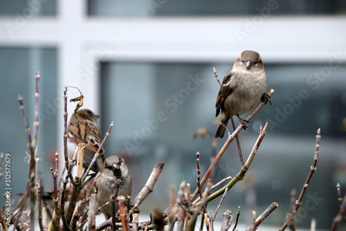 sparrow on feeder