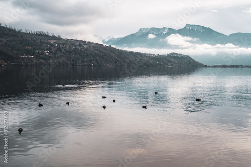 View of the caldonazzo lake (near trento, italy) with a group of eurasian (or common) coots in the foreground