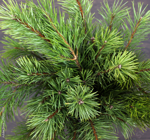 bouquet of pine branches as a background