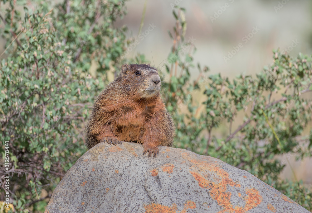 Naklejka premium YELLOW-BELLIED MARMOT ON ROCKS STOCK IMAGE
