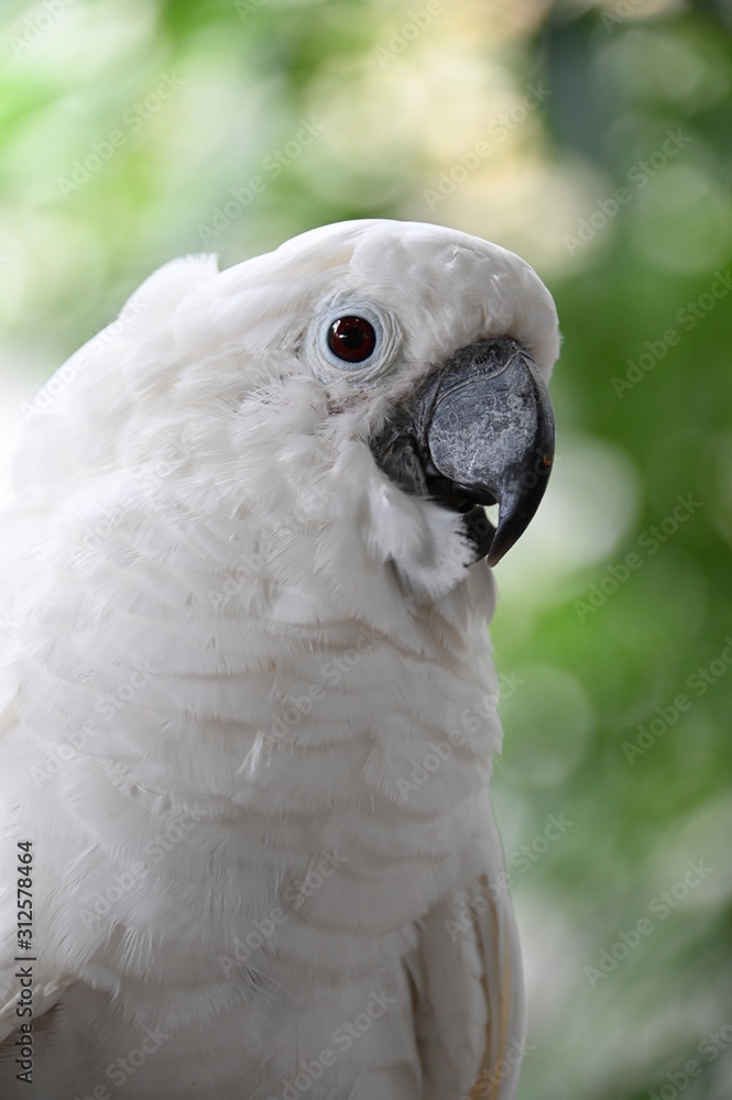 White Cackatoo