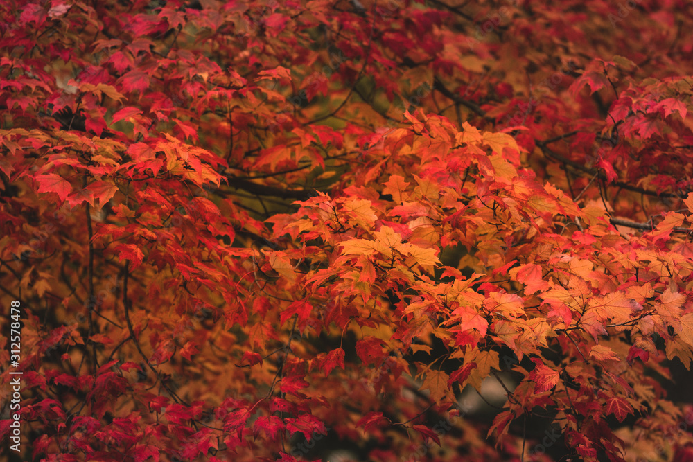 A tree with vivid Autumn colors A tree with vivid Autumn colors