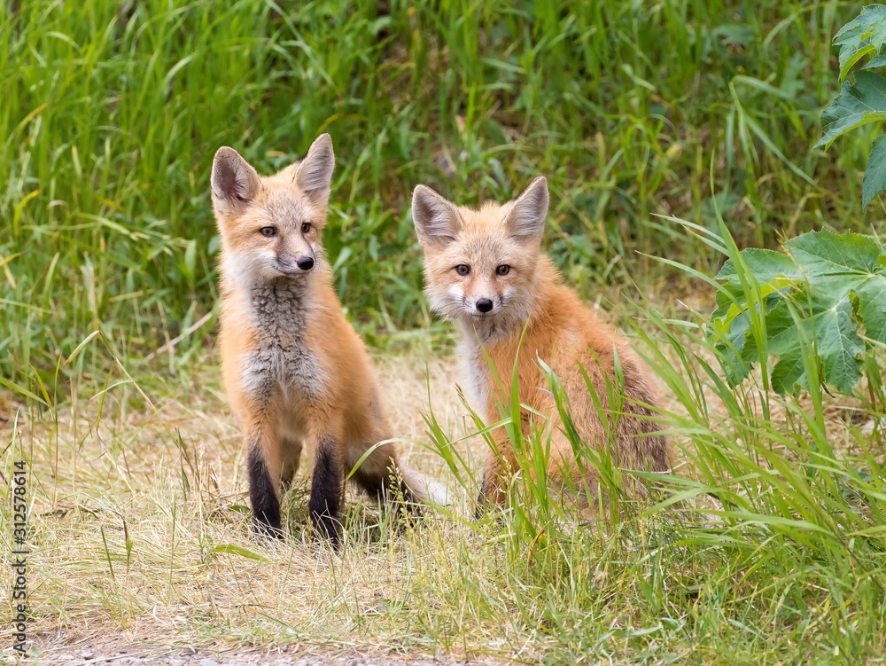 RED FOX KITS ON GREEN GRASS STOCK IMAGE RED FOX KITS ON GREEN GRASS STOCK IMAGE