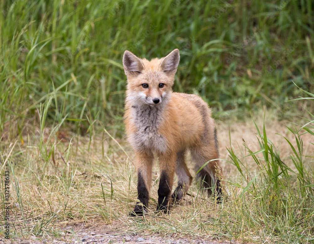 RED FOX KIT ON GREEN GRASS STOCK IMAGE