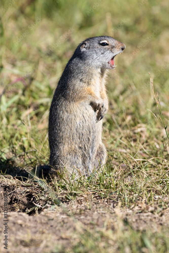 Naklejka premium UINTA GROUND SQUIRREL IN GRASS STOCK IMAGE