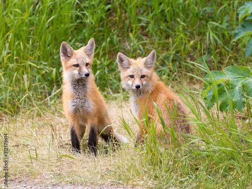 RED FOX KITS ON GREEN GRASS STOCK IMAGE © moosehenderson