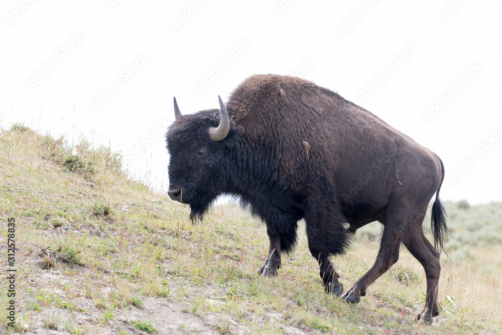 BISON WALKING ON GRASS MEADOW STOCK IMAGE BISON WALKING ON GRASS MEADOW STOCK IMAGE