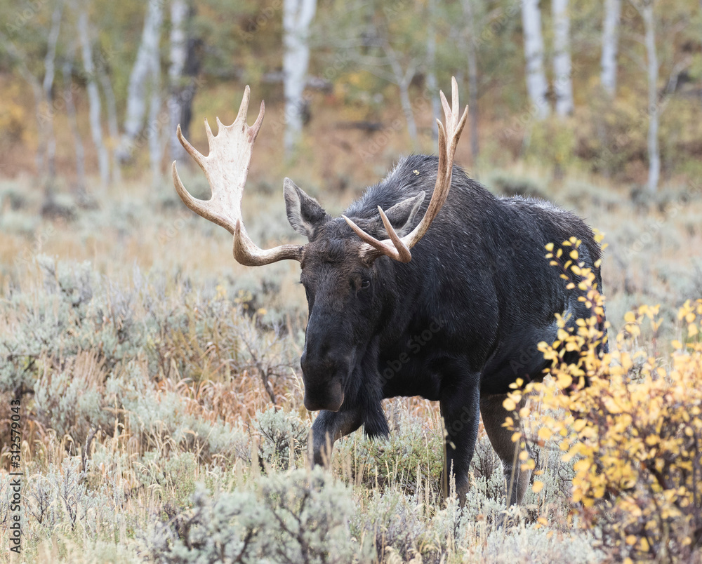 BULL MOOSE IN AUTUMN COLORS STOCK IMAGE BULL MOOSE IN AUTUMN COLORS STOCK IMAGE