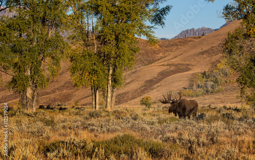 BULL MOOSE IN AUTUMN COLORS STOCK IMAGE