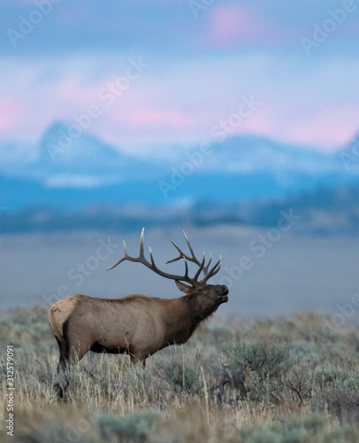 BULL ELK IN SAGEBRUSH MEADOW STOCK IMAGE