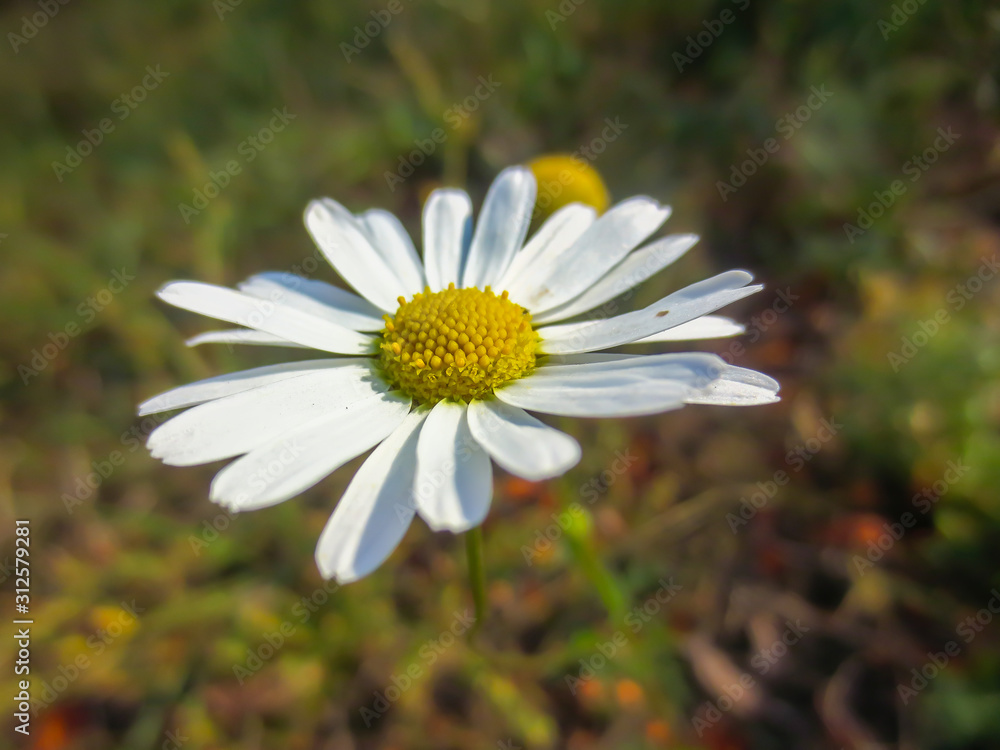 daisy in the grass daisy in the grass