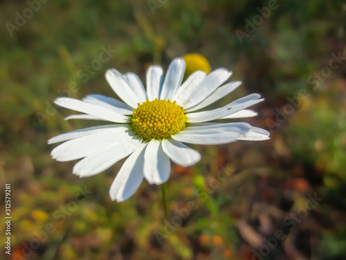 daisy in the grass