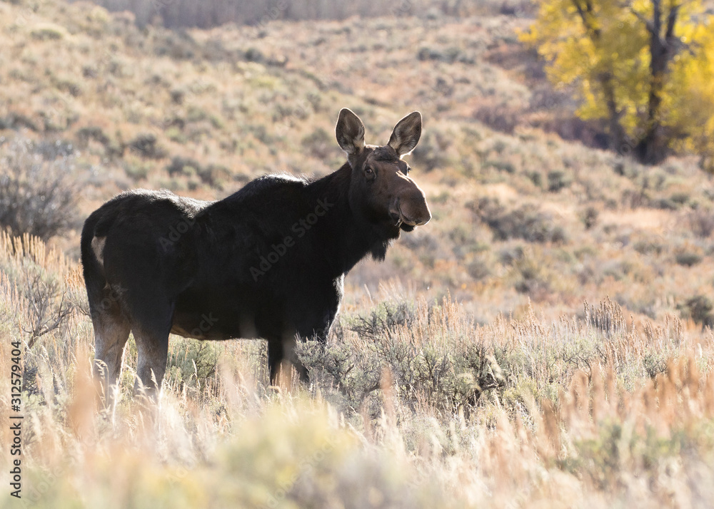 Fototapeta premium BULL MOOSE IN AUTUMN COLORS STOCK IMAGE