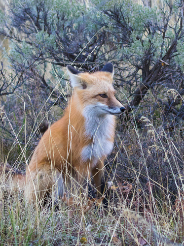 RED FOX IN SHRUBS STOCK IMAGE photo