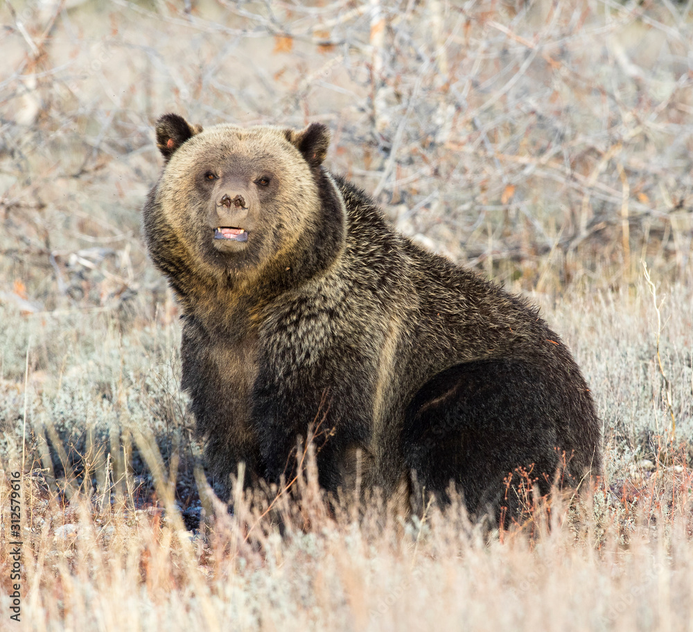 GRIZZLY BEAR IN SAGEBRUSH MEADOW STOCK IMAGE GRIZZLY BEAR IN SAGEBRUSH MEADOW STOCK IMAGE