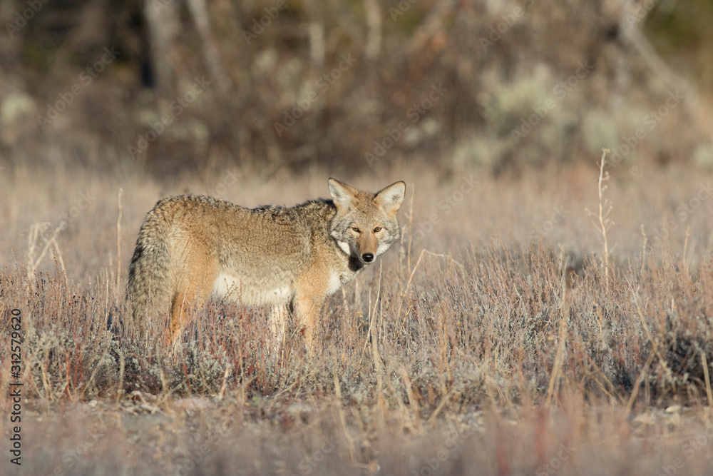 COYOTE IN DEEP GRASS STOCK IMAGE COYOTE IN DEEP GRASS STOCK IMAGE