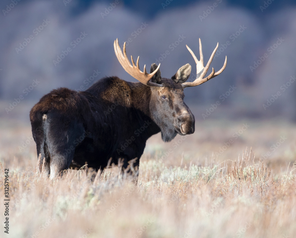 BULL MOOSE IN AUTUMN COLORS STOCK IMAGE BULL MOOSE IN AUTUMN COLORS STOCK IMAGE