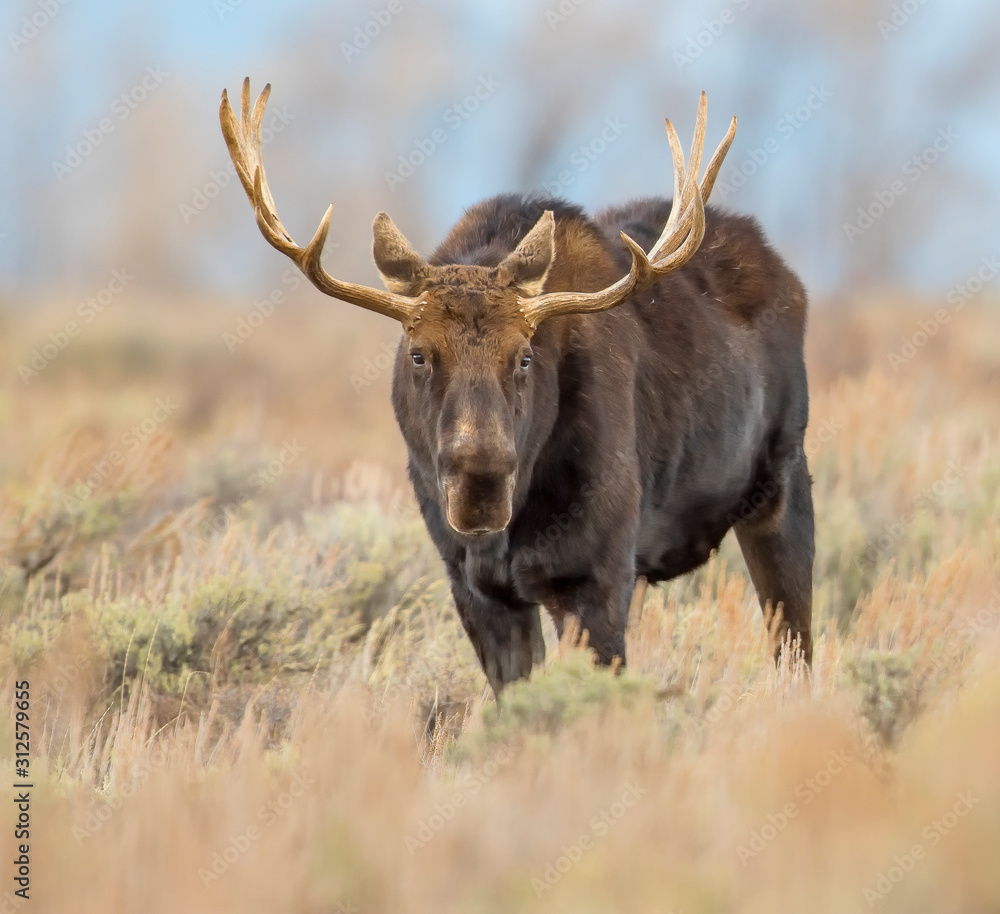 BULL MOOSE IN AUTUMN COLORS STOCK IMAGE BULL MOOSE IN AUTUMN COLORS STOCK IMAGE