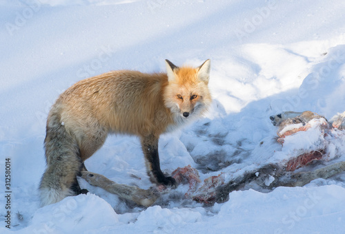 RED FOX IN SNOW IMAGE