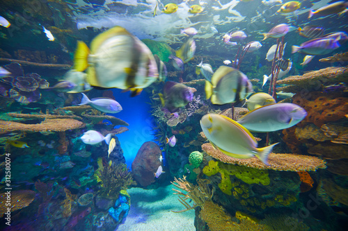 Fishes at Ripley's Aquarium, Toronto, Canada photo