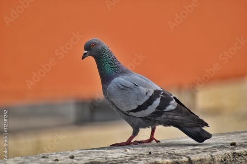 pigeon in the park