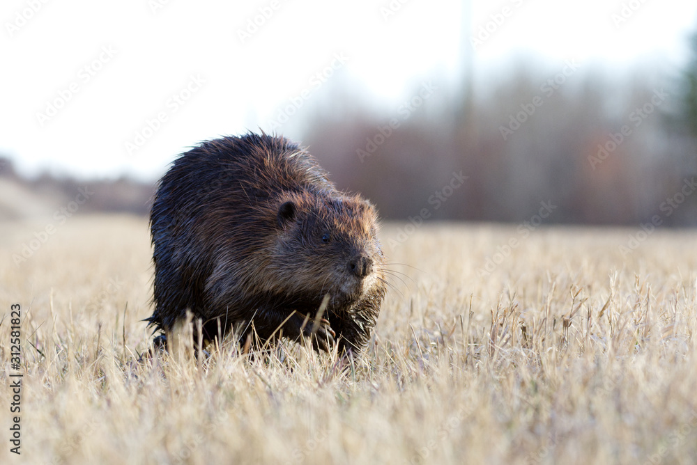 A Beaver walking in short grass in springtime A Beaver walking in short grass in springtime