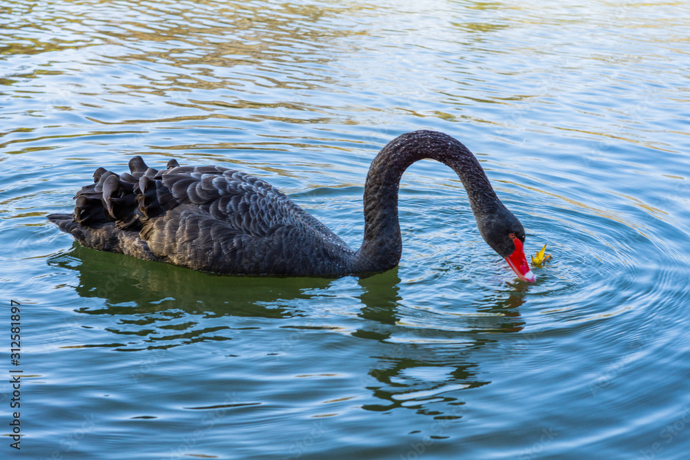 Fototapeta premium swan black beautiful wild lake