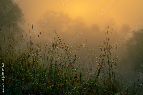 early morning dew grass
