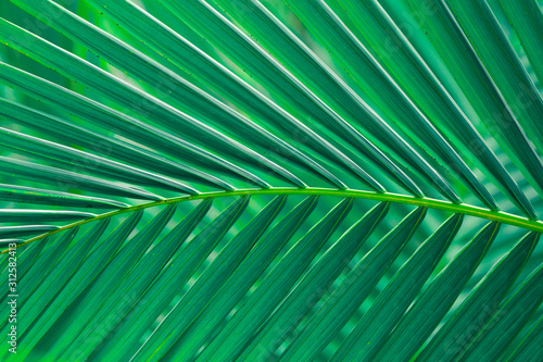 saturated green palm leaf detail showing straight lines pattern