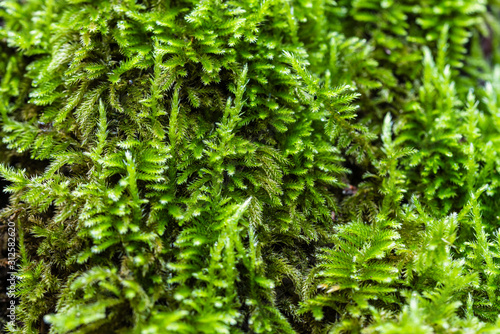 Green leafy moss close up. Abstract green moss background. Moss green. Green pattern suitable for nature-themed studies