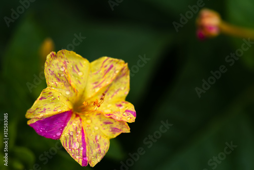 Four O’clock flower. Another name is Marvel of Peru, since different colors o...