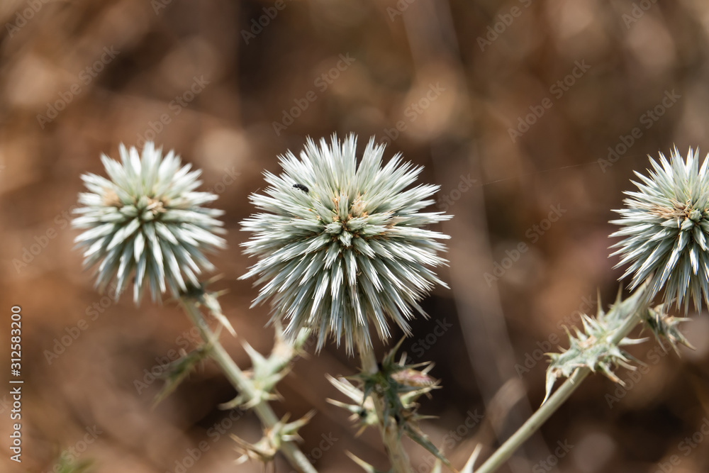 Great Globe Thistle Flowers in Summer Great Globe Thistle Flowers in Summer