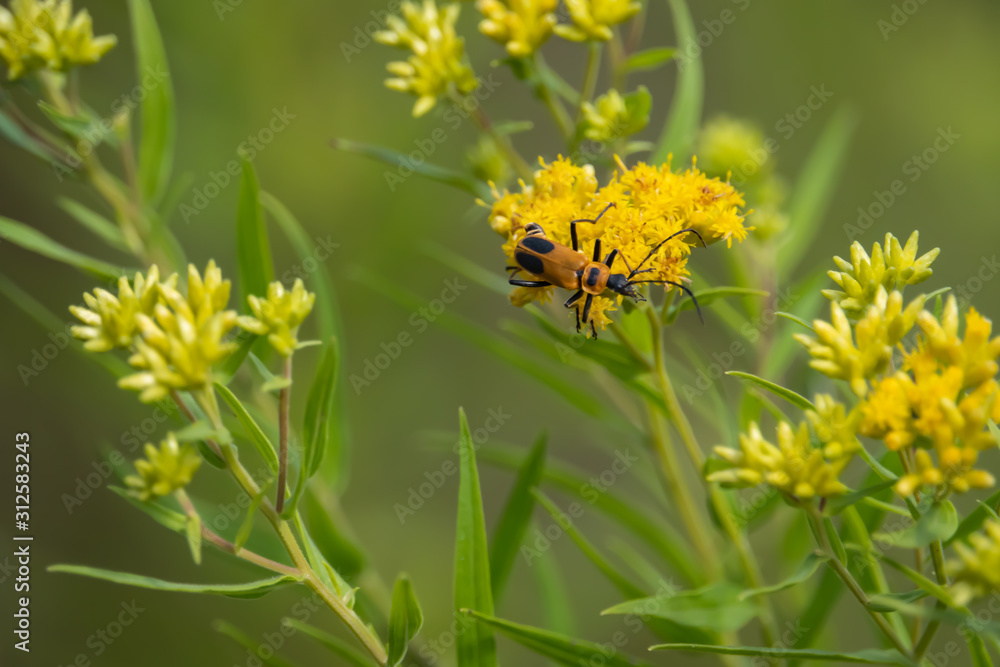 Goldenrod Soldier Beetle on Goldentop Flowers Goldenrod Soldier Beetle on Goldentop Flowers