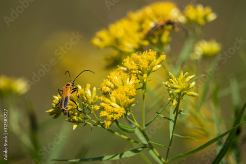Goldenrod Soldier Beetle on Goldentop Flowers