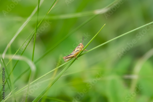 Grasshopper Nymph on Leaf in Summer © Erik