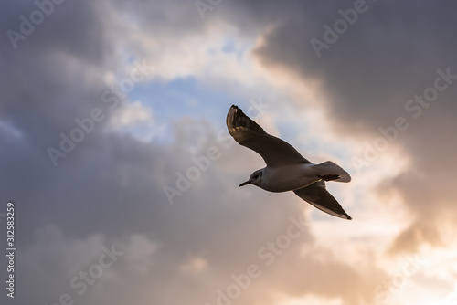 Seagull soaring through the air at sunset.