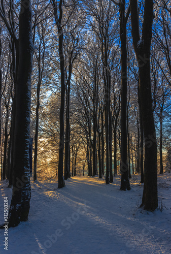Bäume mit Sonnenuntergang auf dem Tannenberg (Jedlová) © Thomas