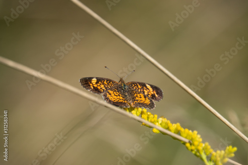 Pearl Crescent Butterfly on Goldenrod Flowers photo