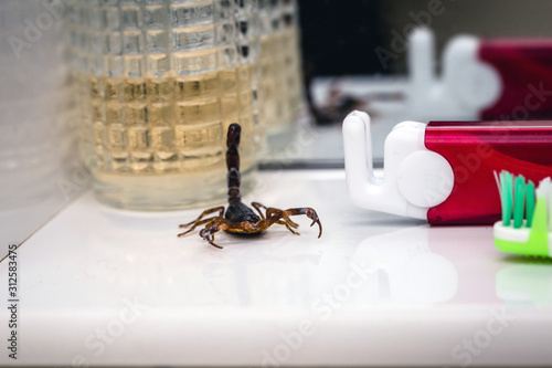 scorpion problem, scorpion plague indoors. Poisonous animal inside the house, need for fingerings. Sting danger concept. photo