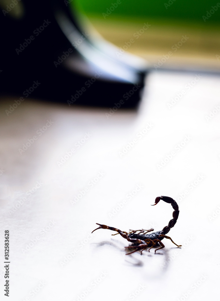 Scorpion indoors by the garden. Poisonous animal in the home interior ...