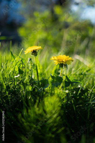 wildflowers in springtime in middle of green field, shallow depth of field