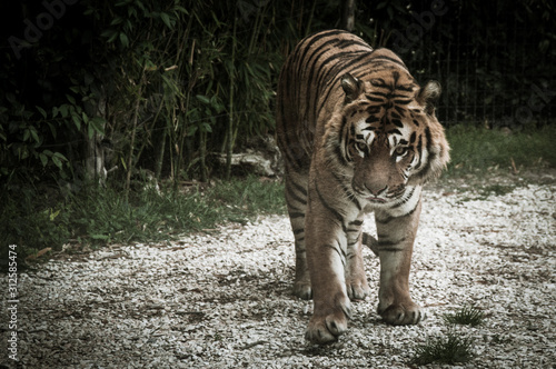 Tigre