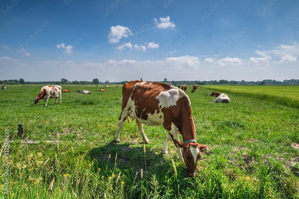 Cows in a green grassy meadow on a sunny day in a typical Dutch polder landscape, a few km from Rotterdam, Netherlands Cows in a green grassy meadow on a sunny day in a typical Dutch polder landscape, a few km from Rotterdam, Netherlands