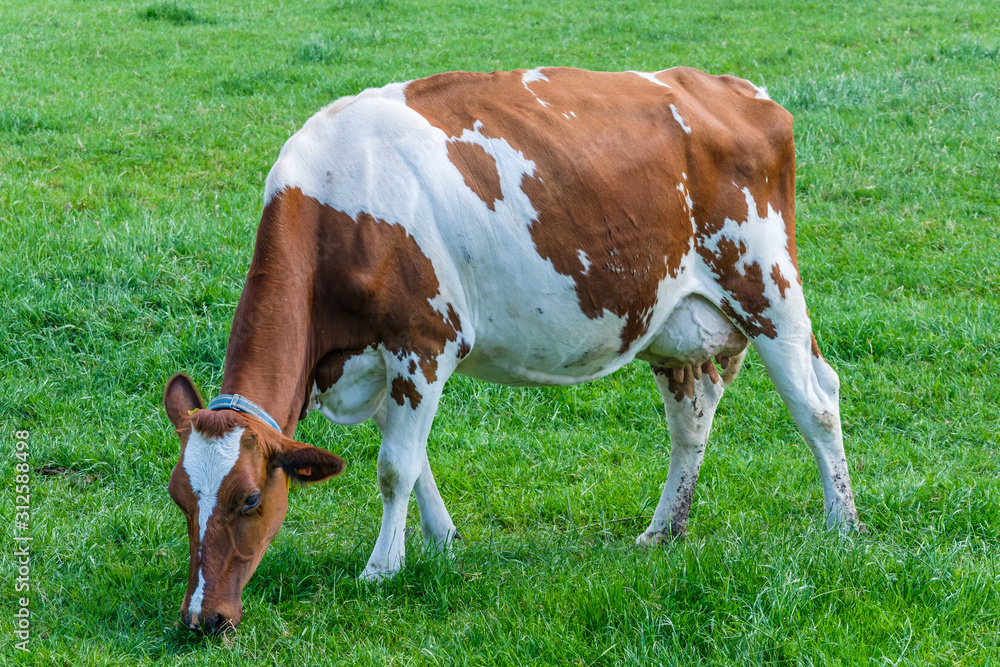 Cow in a green grassy meadow on a sunny day, a few km from Rotterdam, Netherlands Cow in a green grassy meadow on a sunny day, a few km from Rotterdam, Netherlands