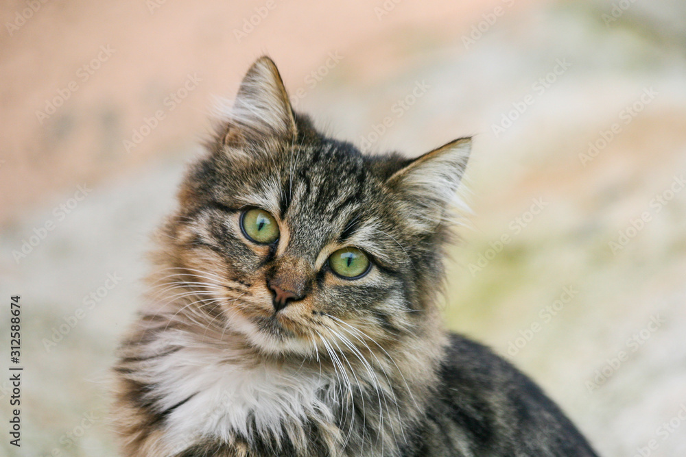 the green-eyed cat and his yesilous gaze the green-eyed cat and his yesilous gaze