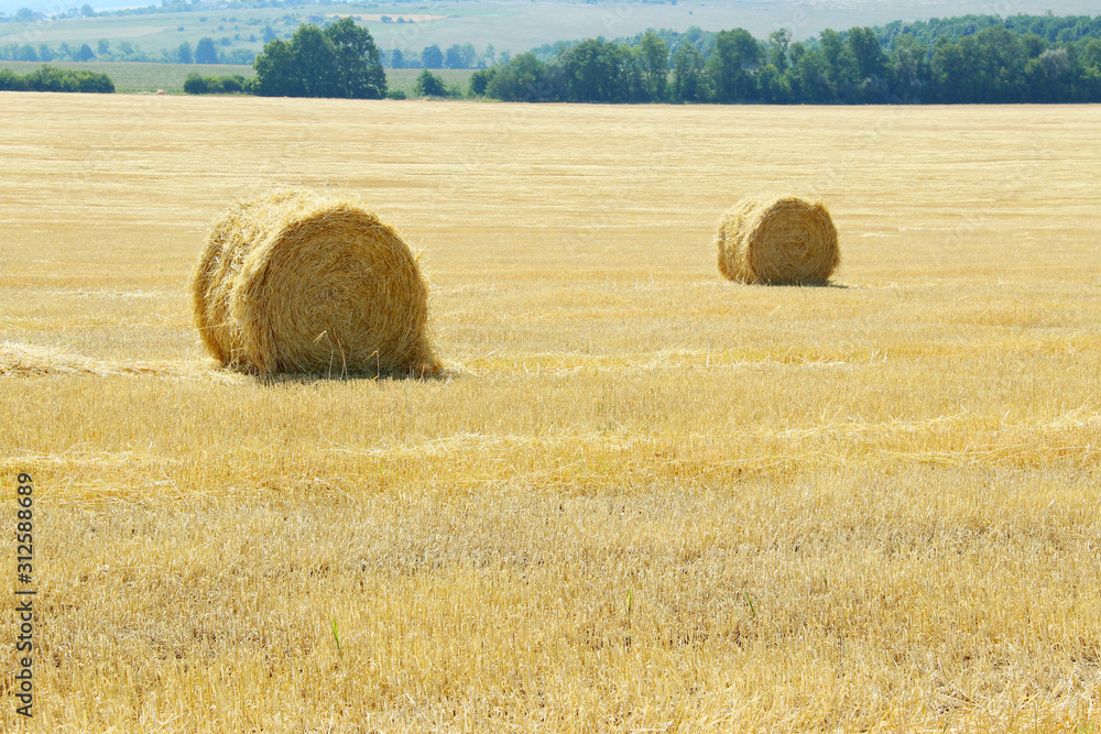 Fototapeta premium Harvesting, rural, farming concept. Shot of straw bales on a farm, no people.