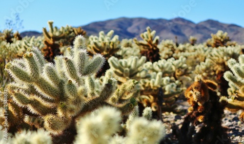 Cactuses at Joshua Tree National Park