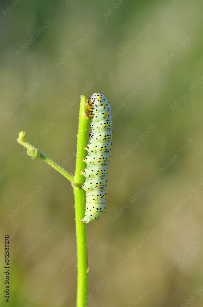 Beautiful Сaterpillar of swallowtail - Stock Image