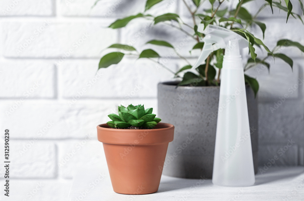 Beautiful succulent and spray bottle on white wooden table against brick wall. Home plant