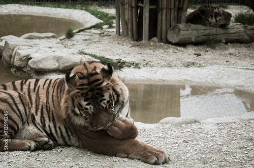Tigre